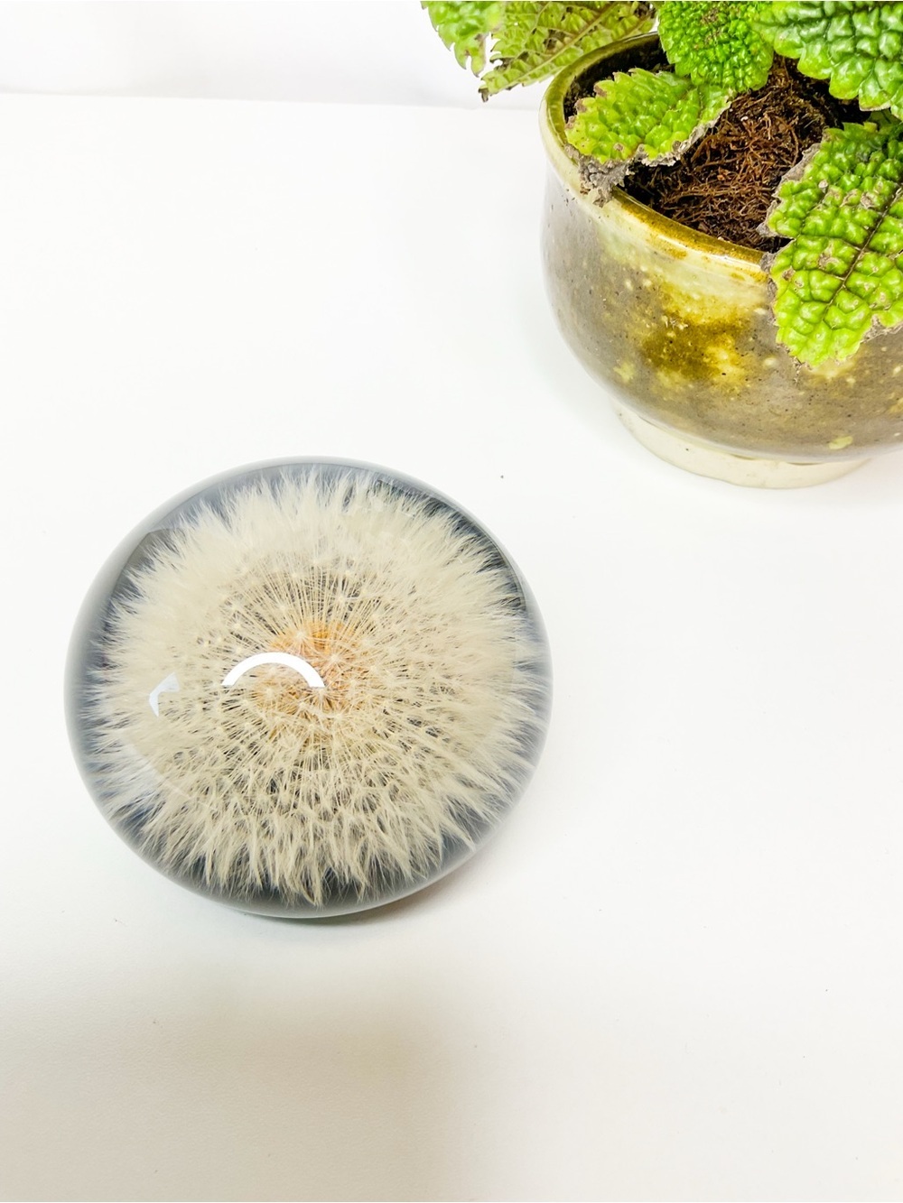 70s MCM Vintage Dandelion Encased Glass Paperweight β White Puff